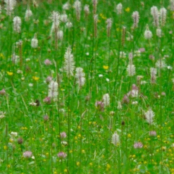 MRS Seeds & Mixtures Beweidingsmengsel Veengrond - Type BWV1