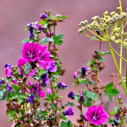 MRS Seeds & Mixtures OrgaMix Gazonmest 20kg NPK 3 MRS Seeds & Mixtures OrgaMix Gazonmest 20kg NPK