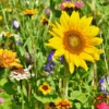 MRS Seeds & Mixtures Bloemenmix Paardenweide -Perfecte Tuinwinkel image 16