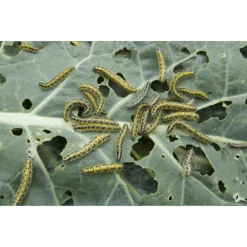 Blossombs Kraftzak Zaadbolletjes - Kies Je Kleur! -Perfecte Tuinwinkel image 163