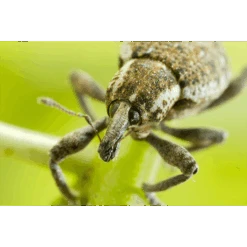 ECOstyle Aaltjes Val Tegen Taxuskever -Perfecte Tuinwinkel image 206