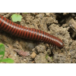 ECOstyle Aaltjes Tegen Miljoenpoten -Perfecte Tuinwinkel image 208