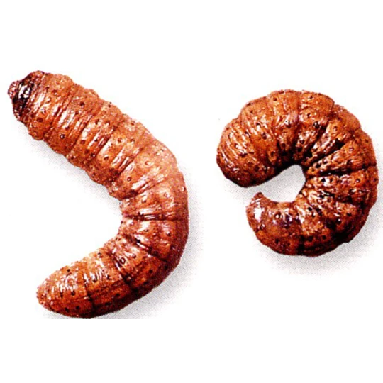 ECOstyle Aaltjes Tegen Aardrupsen 4 ECOstyle Aaltjes Tegen Aardrupsen - Afbeelding 2