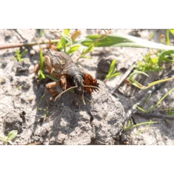 ECOstyle Aaltjes Tegen Veenmollen -Perfecte Tuinwinkel image 214