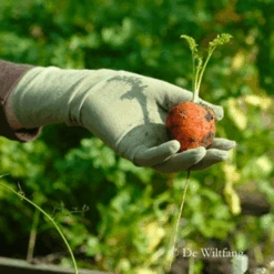 De Wiltfang Foxgloves Original -Perfecte Tuinwinkel image 248