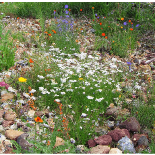 MRS Seeds & Mixtures Type M6 - Bloeiende Voegen 3 MRS Seeds & Mixtures Type M6 - Bloeiende Voegen