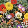 MRS Seeds & Mixtures Japans Bloemengazon -Perfecte Tuinwinkel image 278