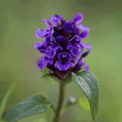 Perfecte Tuinwinkel -Perfecte Tuinwinkel image 287