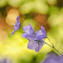 MRS Seeds & Mixtures Bosrand Bloemenmengsel Schaduw Inheems - Meerjarig -Perfecte Tuinwinkel image 289