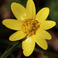 MRS Seeds & Mixtures Bosrand Bloemenmengsel Schaduw Inheems - Meerjarig -Perfecte Tuinwinkel image 291