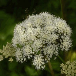 MRS Seeds & Mixtures Bosrand Bloemenmengsel Schaduw Inheems - Meerjarig -Perfecte Tuinwinkel image 292