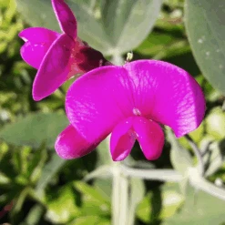 MRS Seeds & Mixtures Biologisch Lieveheersbeestjes Bloemenmengsel -Perfecte Tuinwinkel image 301