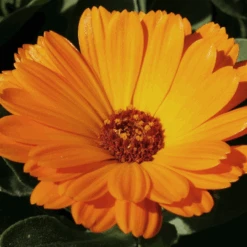 MRS Seeds & Mixtures Biologisch Lieveheersbeestjes Bloemenmengsel -Perfecte Tuinwinkel image 303