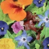 MRS Seeds & Mixtures Eetbare Bloemen Mix -Perfecte Tuinwinkel image 312