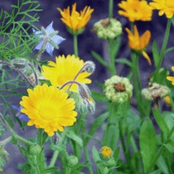 MRS Seeds & Mixtures Biologisch - Tübinger Bijenmengsel