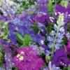 MRS Seeds & Mixtures Zomerbloemen - Blauwe Tinten Mix -Perfecte Tuinwinkel image 317