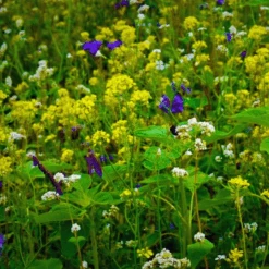 MRS Seeds & Mixtures Wildakker Gevogelte