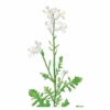 VDS Zwaardherik (Eruca Sativa) -Perfecte Tuinwinkel image 339