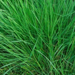 ECOstyle Aaltjes Tegen Pissebedden (val)