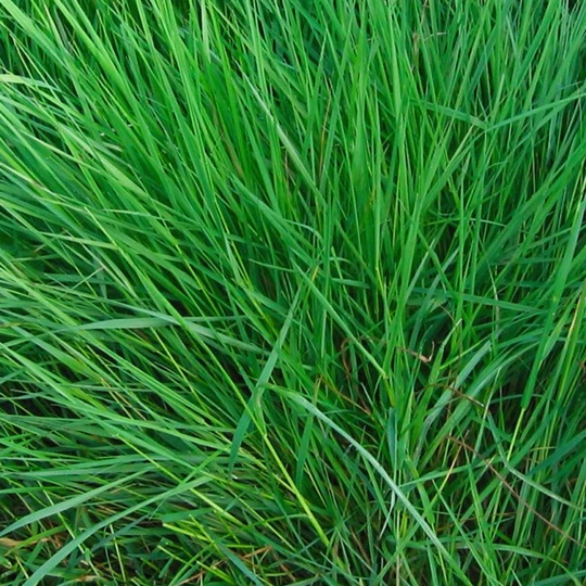 ECOstyle Aaltjes Tegen Pissebedden (val) 3 ECOstyle Aaltjes Tegen Pissebedden (val)