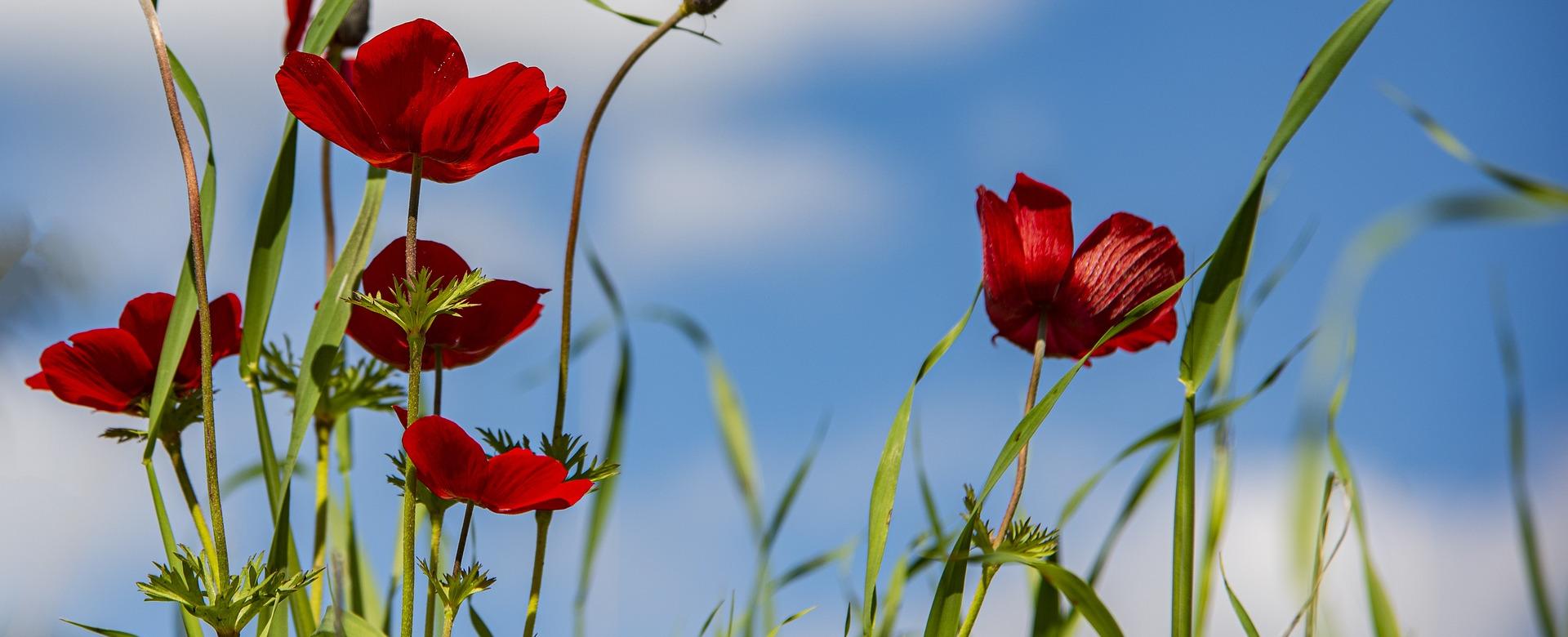 Perfecte Tuinwinkel -Perfecte Tuinwinkel anemone 4870275 1920